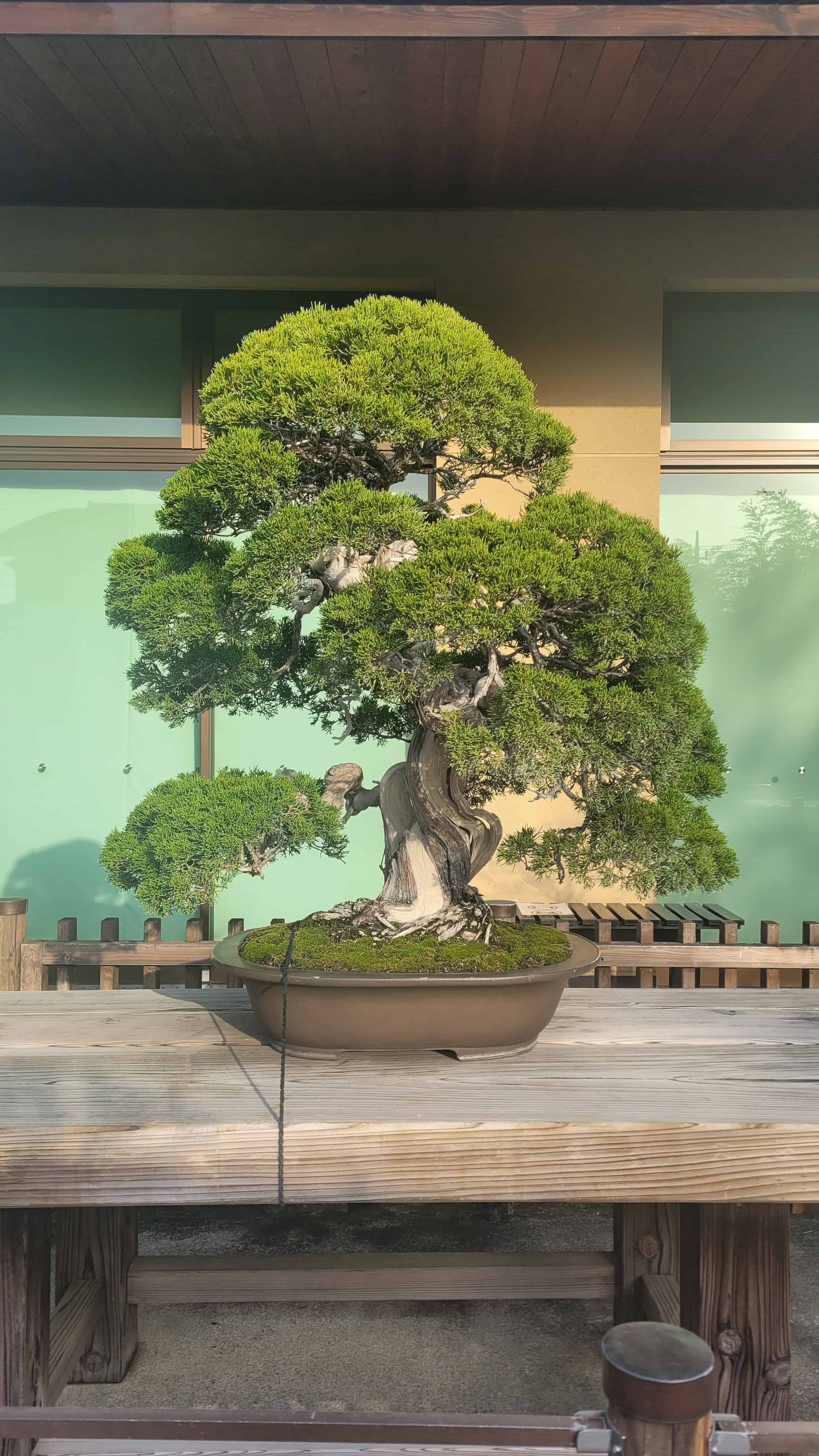 A juniper bonsai tree from omiya museum in Japan